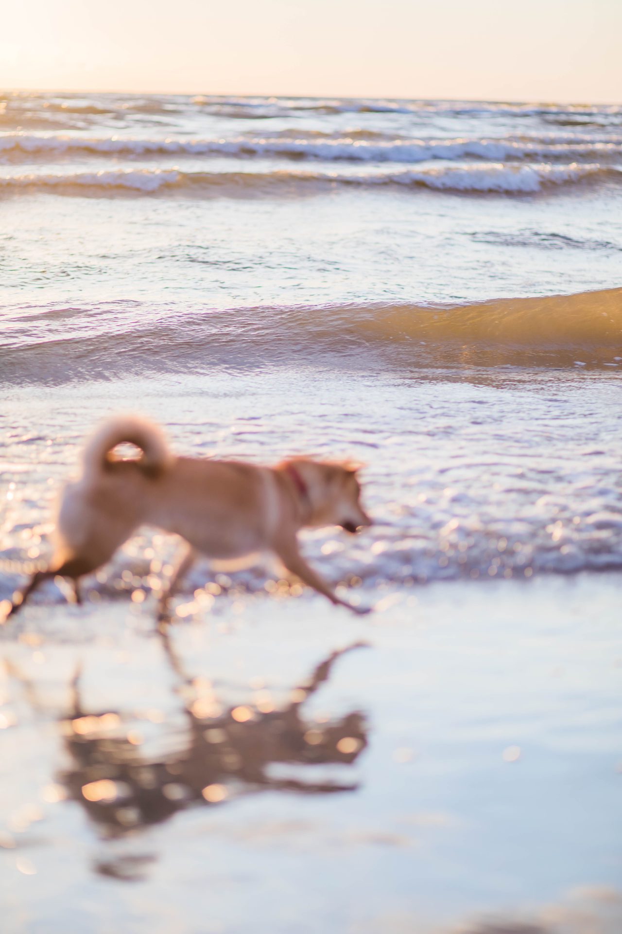 Playa Canina Santa Clara
