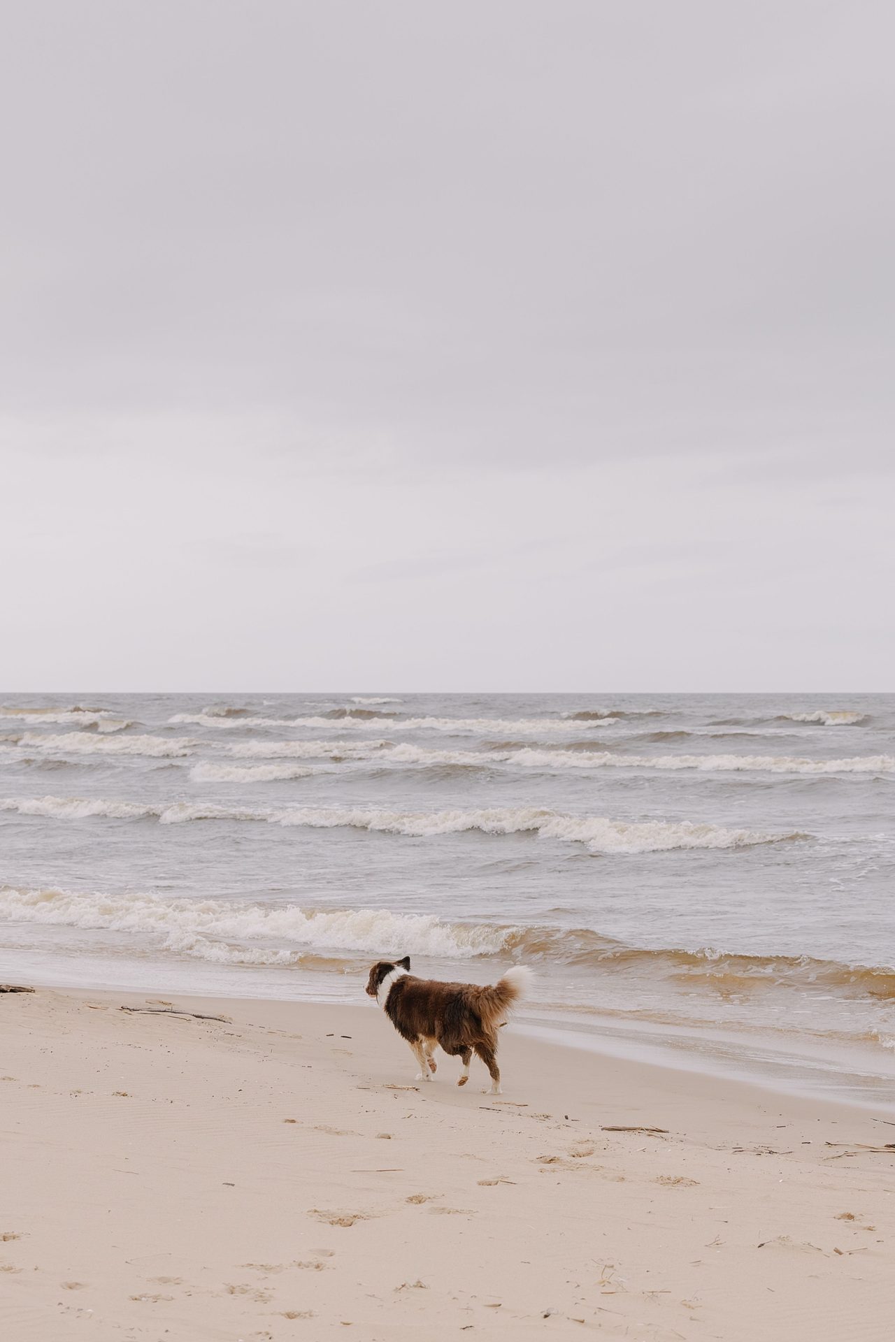 Playas caninas de Marbella