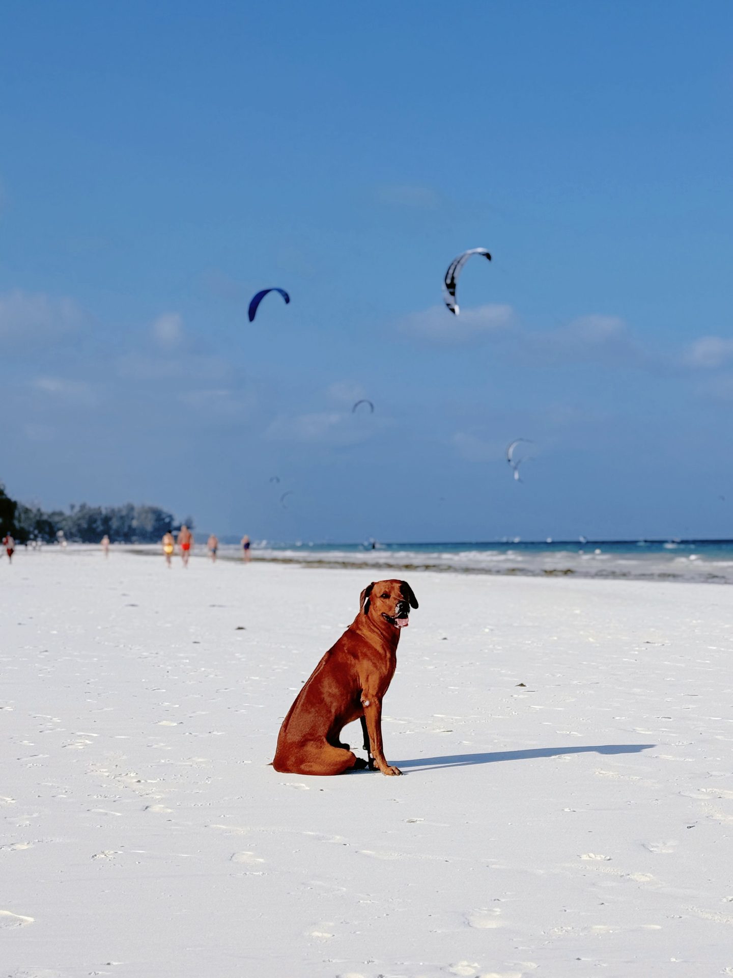 Playa Canina de Playa Paraíso