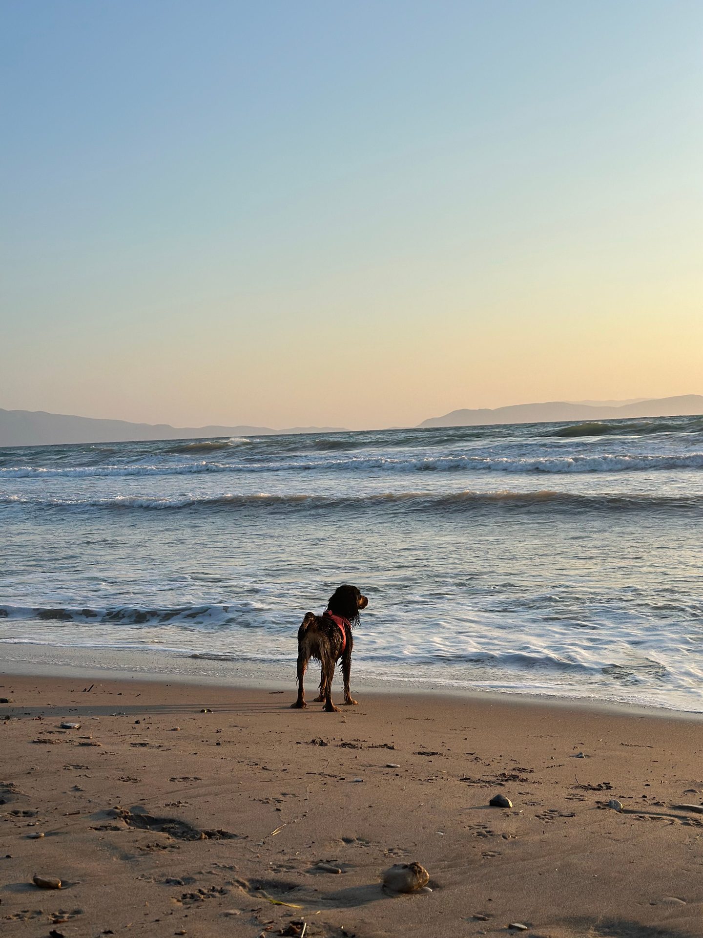 Zona Canina de Els Griells