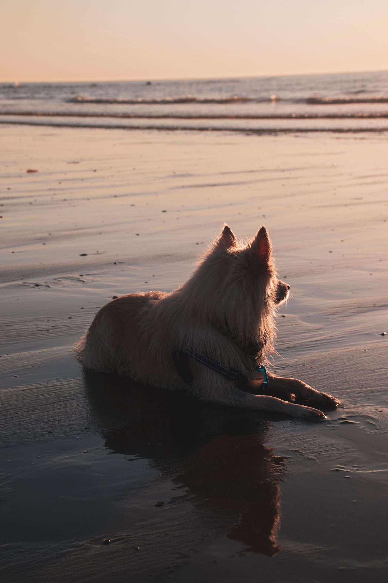 Zona canina de Playa de Camposoto