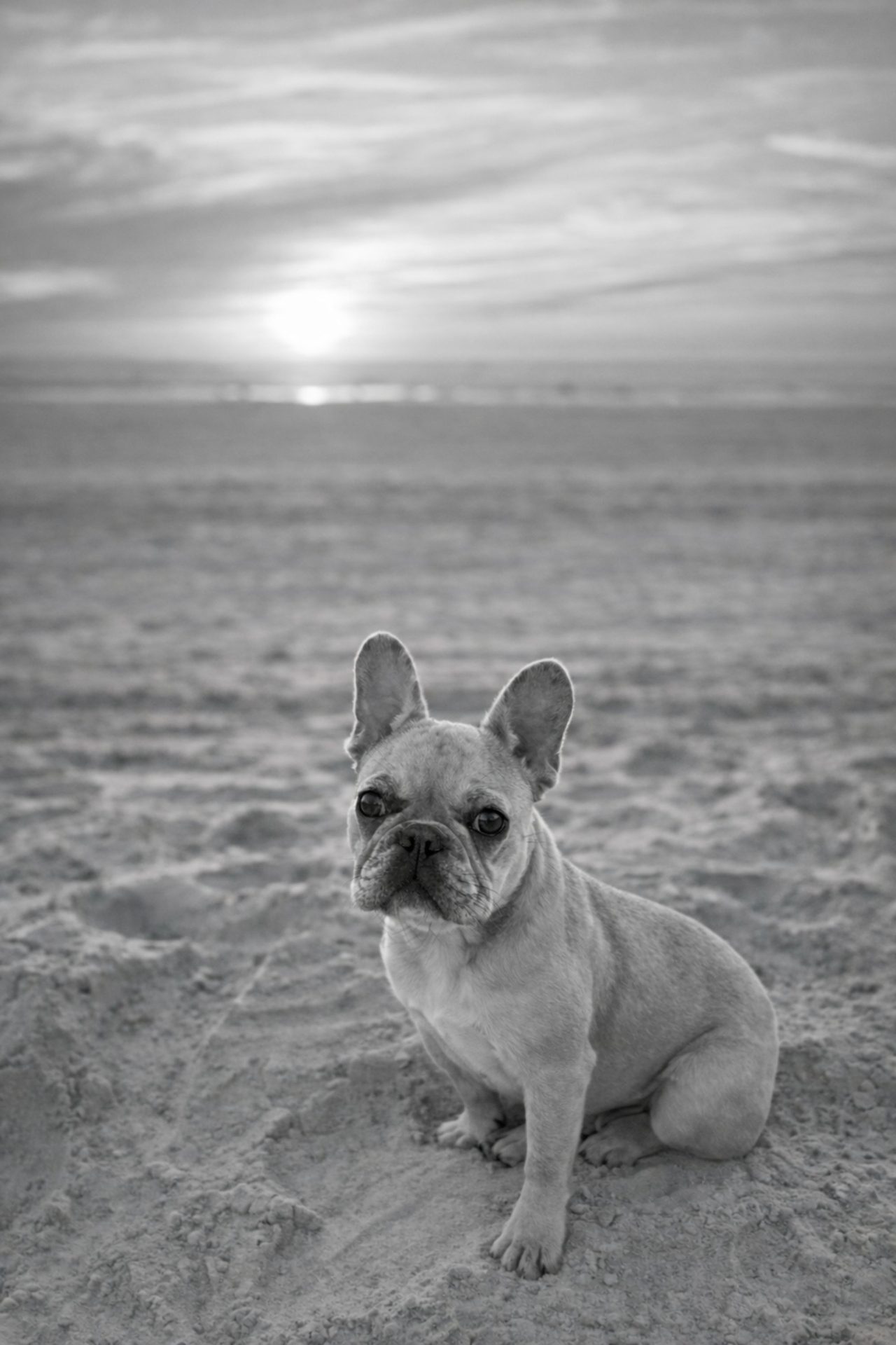 Playa para perros de Premià de Mar
