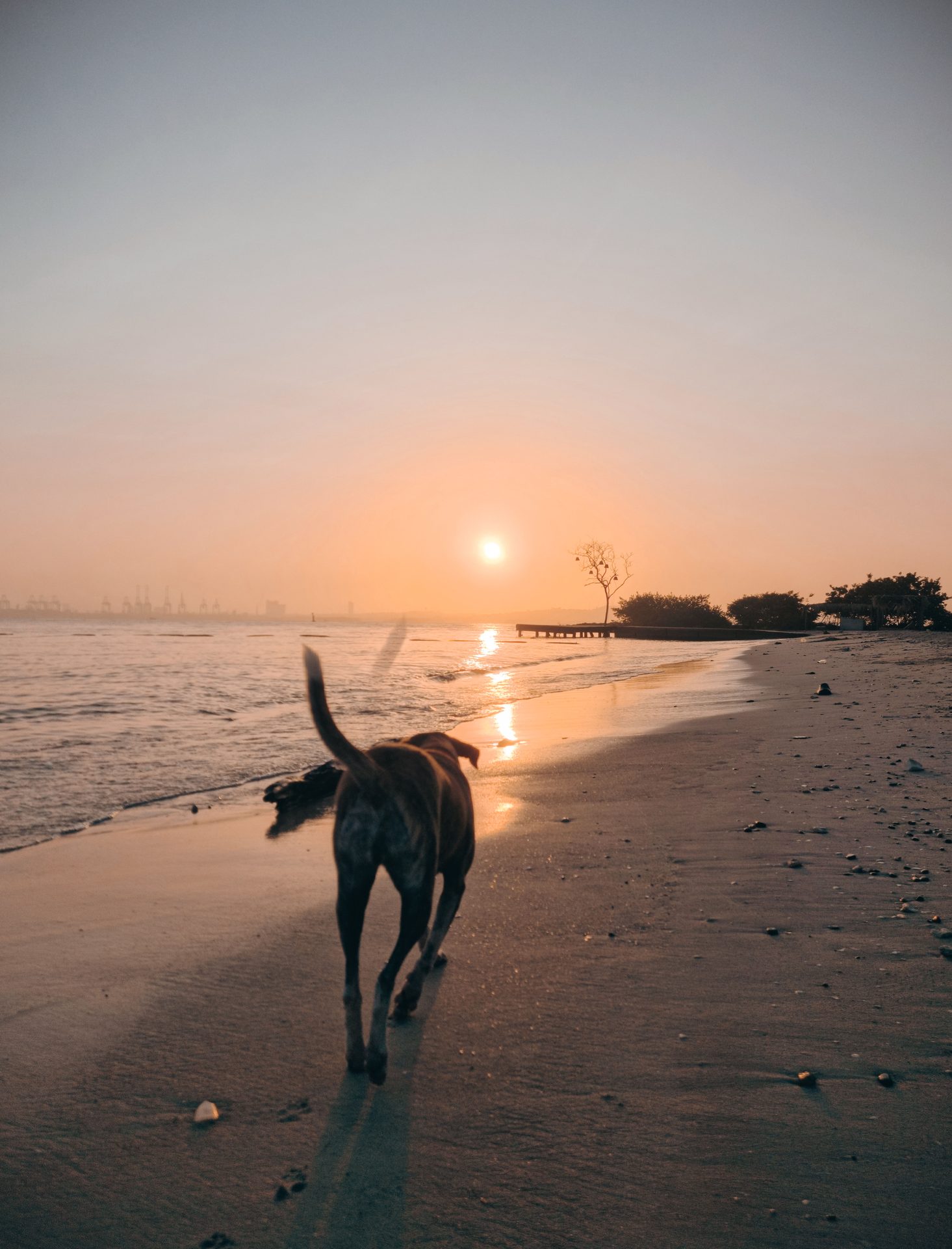 Playa Canina de Pineda de Mar