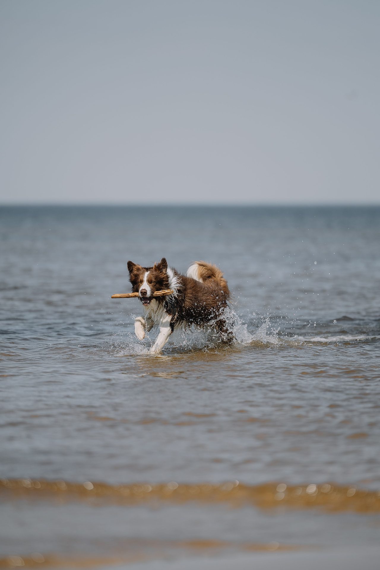 Playa canina de Ares