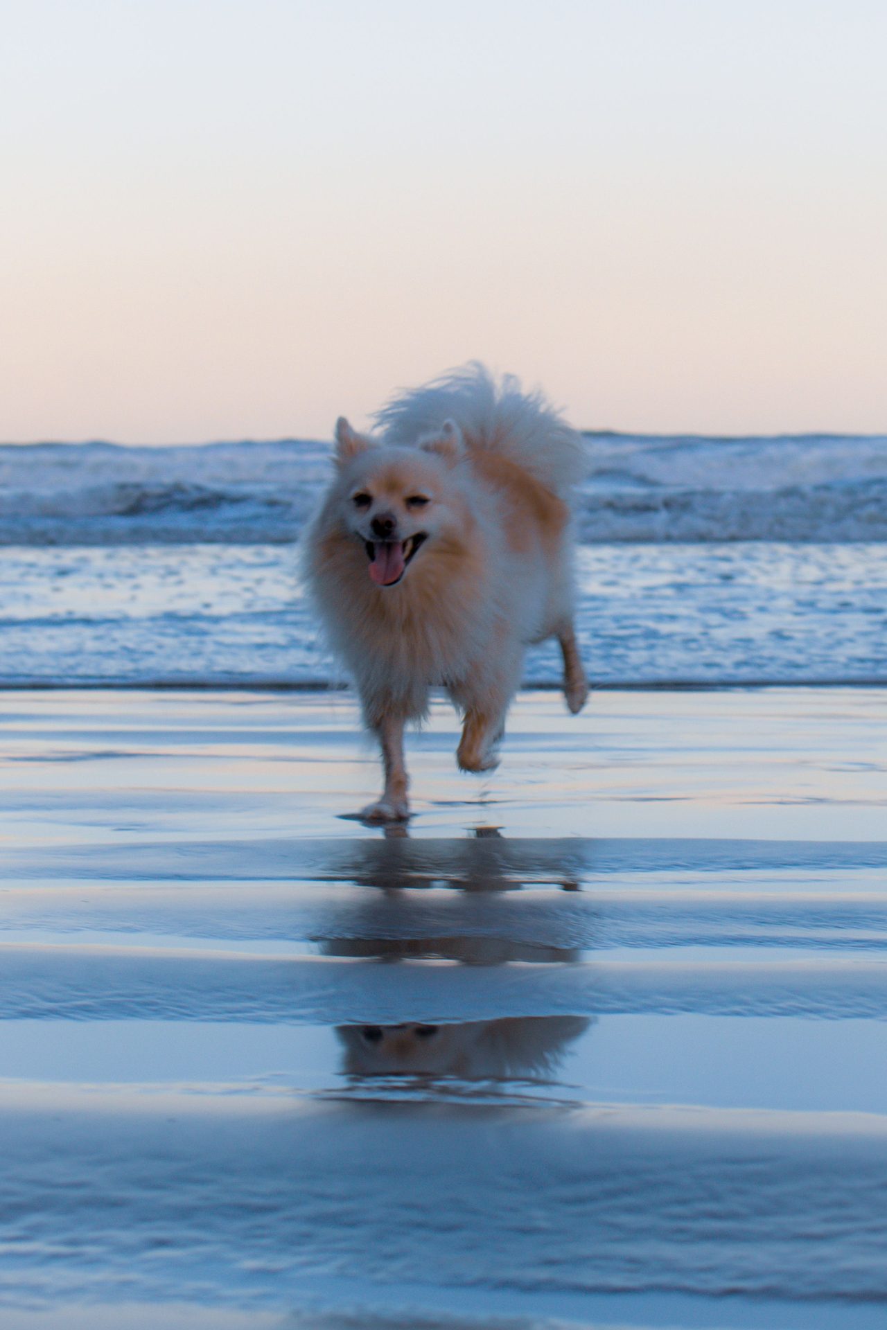 Playa para Perros de Gavá