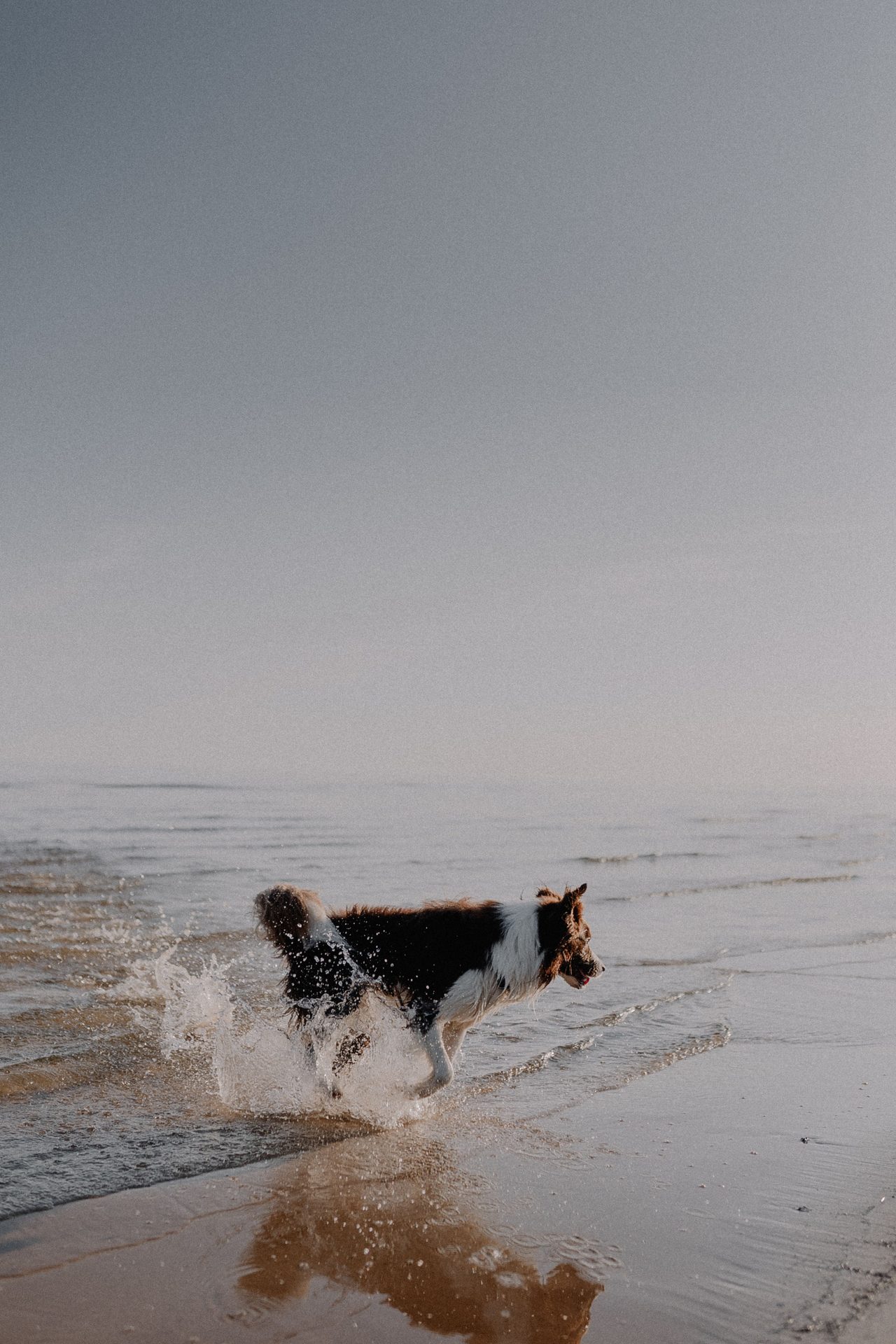 Playa canina de Alboraya