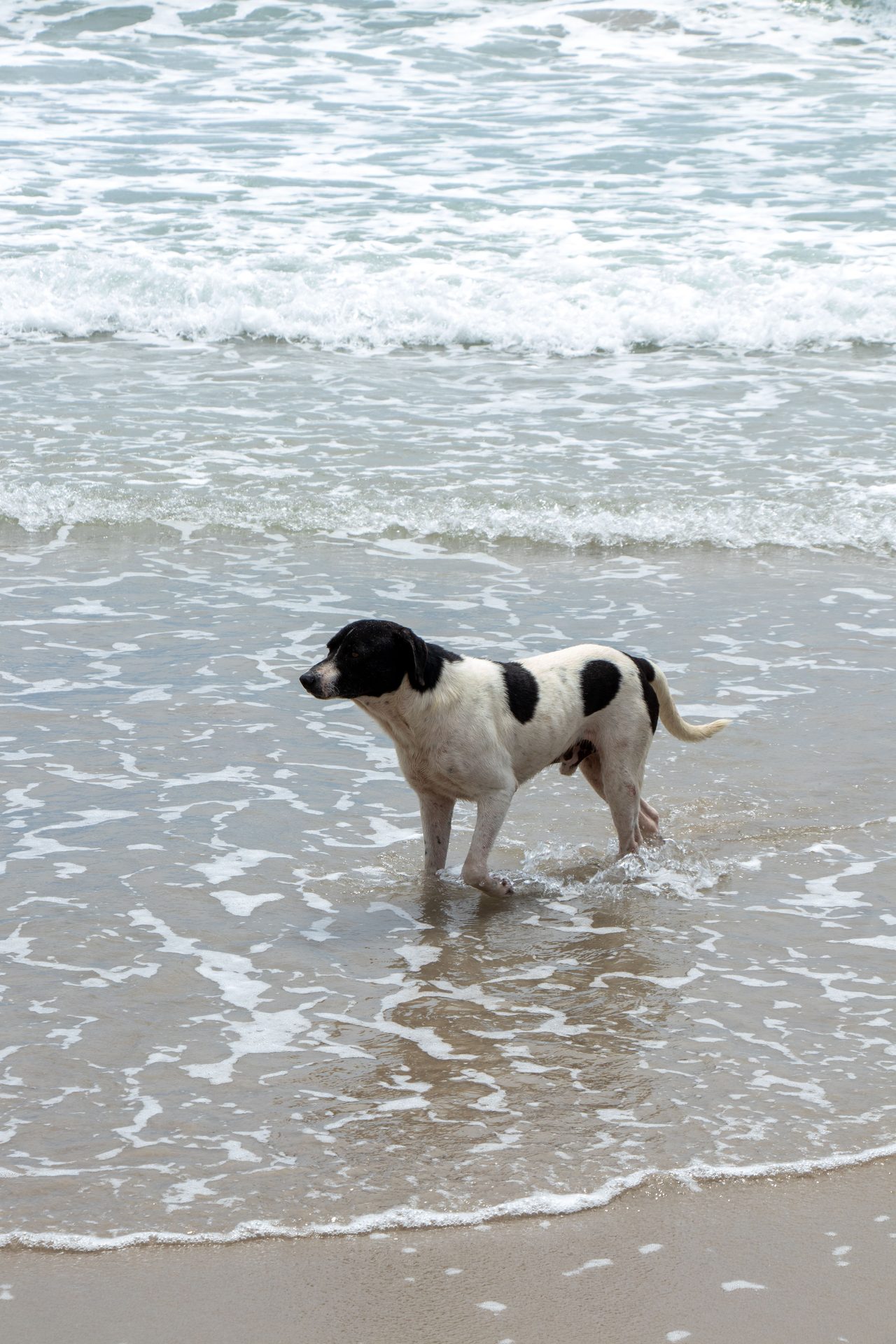 Playa Canina en Cádiz Capital